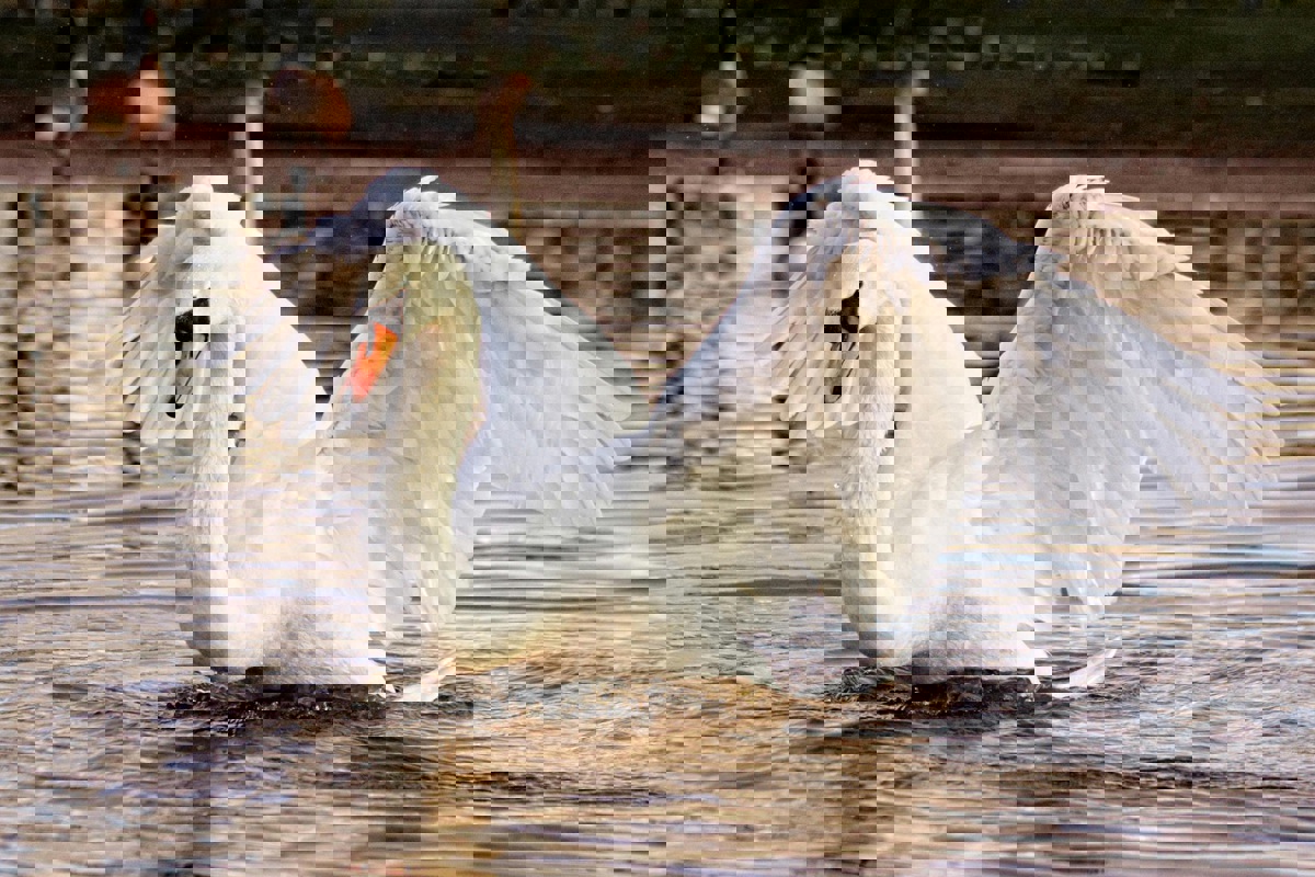 Nachdem bei mehreren Wildvögeln das Vogelgrippevirus nachgewiesen wurde, sind Untersee und Rhein zwischen Kreuzlingen und Flurlingen neu ein Kontrollgebiet.