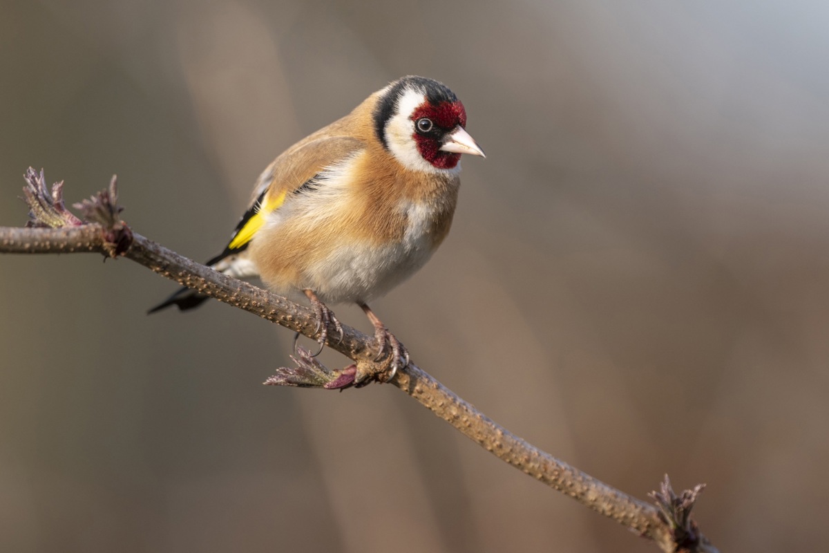 Vielleicht der bunteste Gartenbewohner: der Stieglitz oder Distelfink.