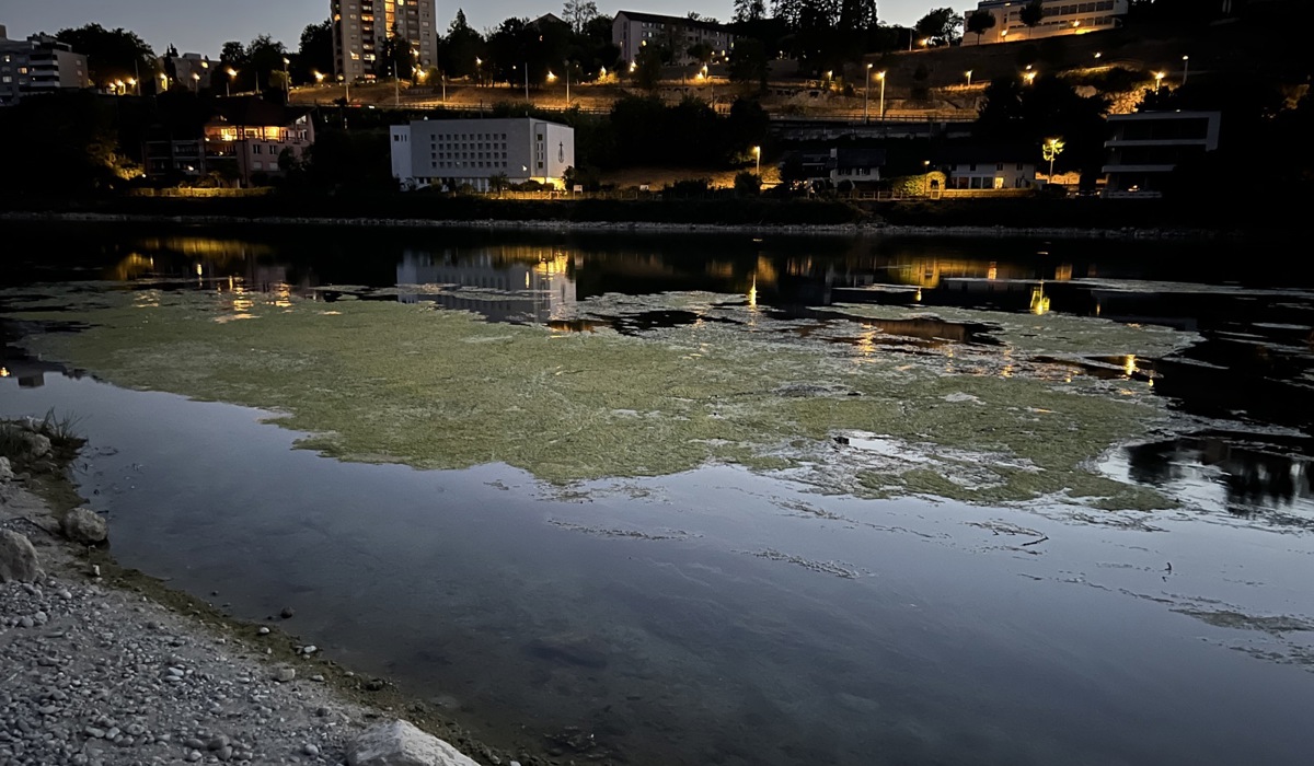 Der Rhein Führte Am Mittwochabend Noch 140 Kubikmeter Wasser. Bei Flurlingen Im Hintergrund Neuhausen Hat Sich Ein Algenteppich Gebildet3