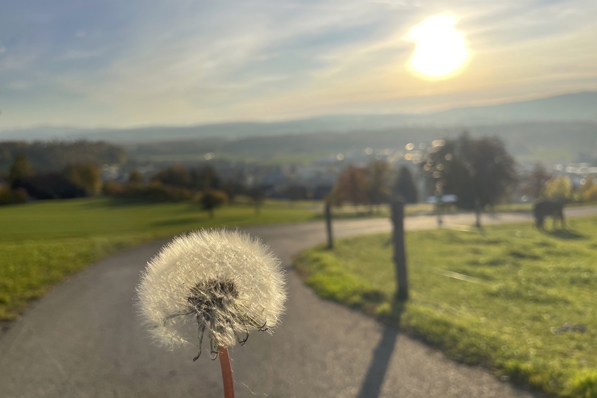 Die Samen mit meinen guten Gedanken für das neue Jahr aufladen und mit einem grossen Luftzug weit ins Land fliegen lassen.