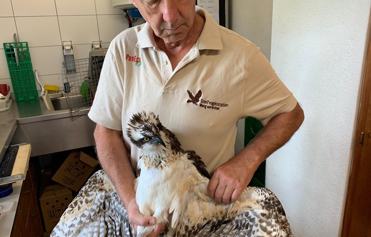 Der aufgefundene Fischadler erholt sich gut und soll bald wieder freigelassen werden. Der Leiter der Greifvogelstation, Andi Lischke, untersuchte ihn auf Verletzungen, tippt aber eher auf Erschöpfung.