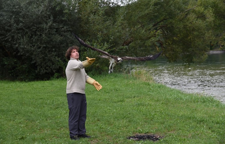 Pate Francesco Biondi lässt den vor zwei Wochen gefundenen Fischadler wieder frei.