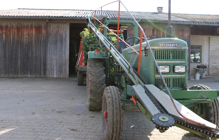 Die am Traktor angebrachte Erntemaschine schneidet die Ranken auf Kniehöhe ab …
