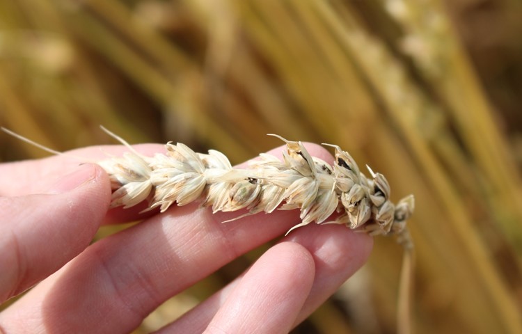 Beim Stinkbrand des Weizens infizieren die Sporen nach der Saat den Keimling.