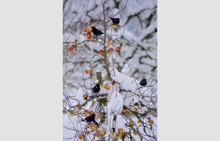 Bild 12: Vögel im Schnee.