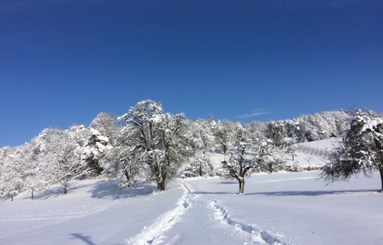 Bild 8: Spuren im Schnee.