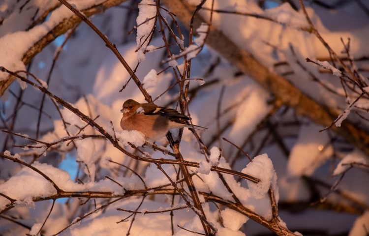 … vor allem Vögel wie dieser Buchfink im Schnee haben es ihr angetan.