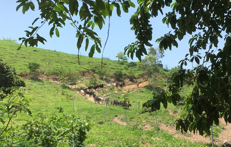 85 Hektare Weidefläche und 210 Kühe gehören zum Betrieb der Familie Griesser. Dieser wird nun hauptsächlich von Angestellten geleitet.