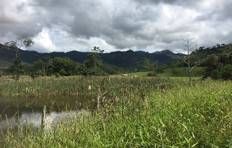 Einen Teil des weitläufigen Grundstücks der Familie Griesser mitten im peruanischen Urwald.