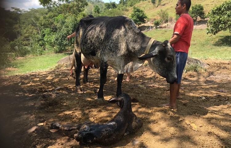 Eine der 210 Kühe der Familie Griesser mit einem Mitarbeiter.