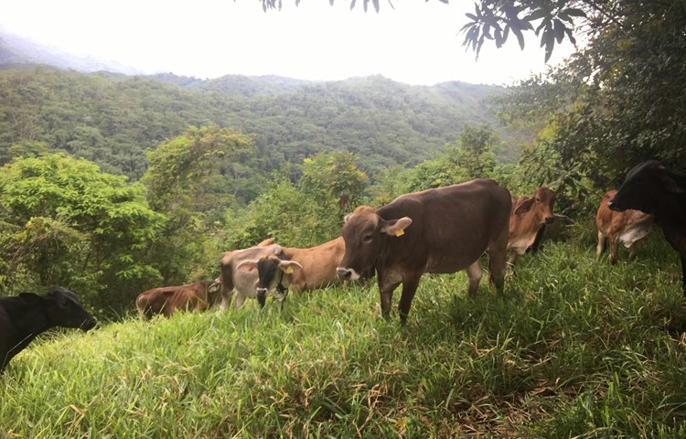Einige der Kühe der Familie Griesser auf den eher steilen Weidegeländen im Urwald.