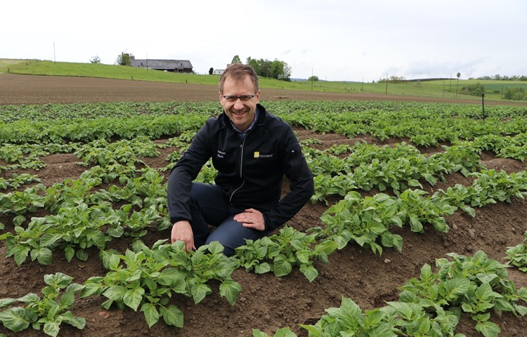 Andreas Rüsch im Versuchsfeld des Strickhofs in Humlikon, wo die neuartige Kartoffelsorte «Twinner» wächst (im Bild). Sie ist ge­gen­über der aggressiven Kraut- und Knollenfäule resistenter als andere Arten.