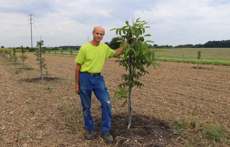 Getreide und Bäume auf derselben Fläche: Der Humliker Landwirt Heinz Steiger hat im Frühjahr auf seinem Maisfeld 125 Nussbäume gepflanzt.