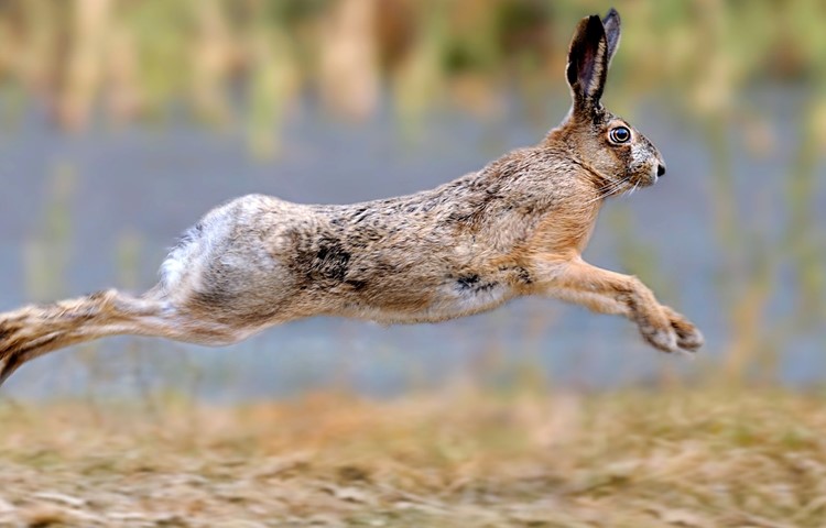 Tiere, die an der Hasenpest erkrankt sind, haben kein typisches Fluchtverhalten mehr.