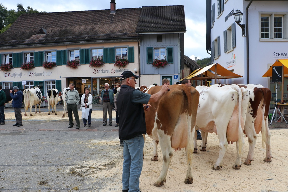 Die Viehschau in Andelfingen soll stattfinden.