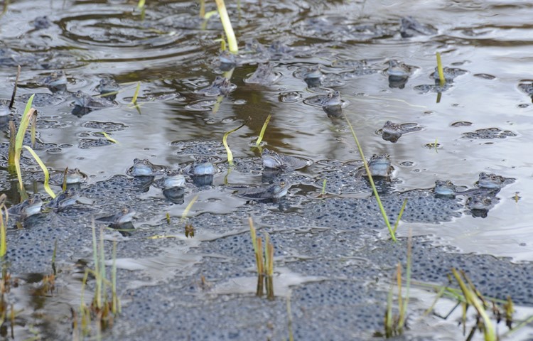 Männliche Grasfrösche und Laichballen in einem Gewässer. Grasfrösche quaken nicht, sie knurren vielmehr.
