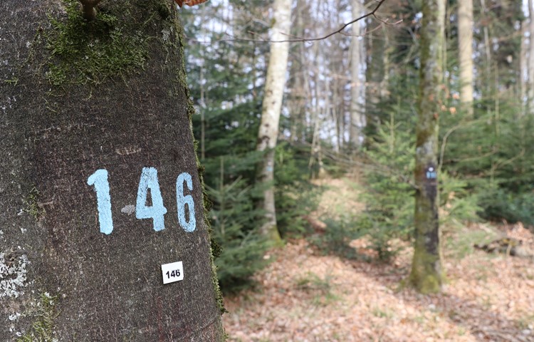 Im Gemeindewald Oberloo tragen die Bäume Nummern – damit bei Anzeichnungsübungen, wie sie Forstleute dort durchführen, wissen, wovon die Rede ist.