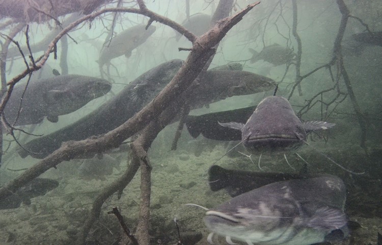 Welse leben am Flussboden – friedlich mit anderen Fischen.