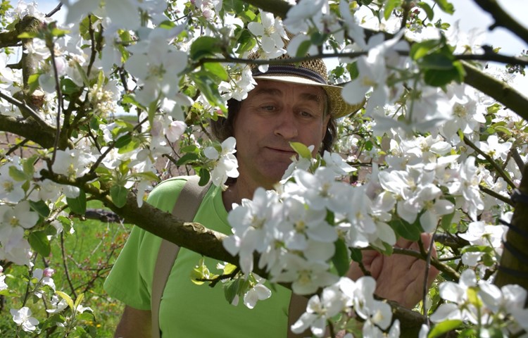 Im Obstgarten von Beat Möckli blühen 300 Apfelsorten.