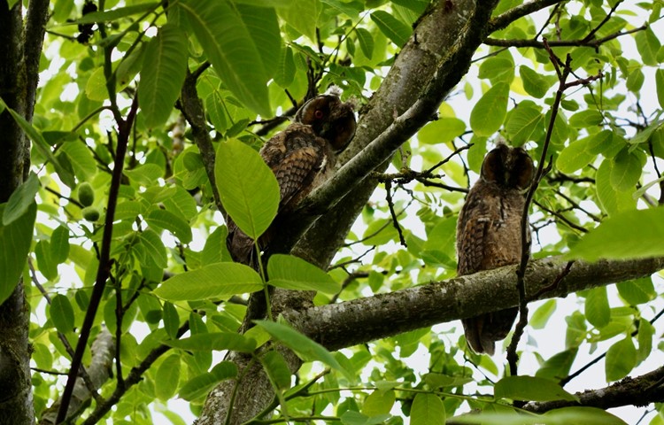 Die jungen Waldohreulen blickten vor Wochen interessiert aus dem Nussbaum und sassen nachts auch auf Gebäuden und Masten.