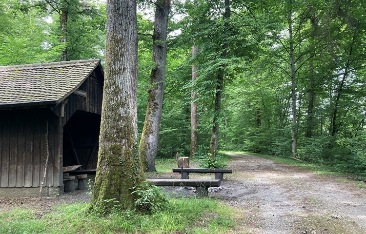 Route 1 beginnt bei der Chachberghütte (exakt: im Wald rechts des Wegs).
