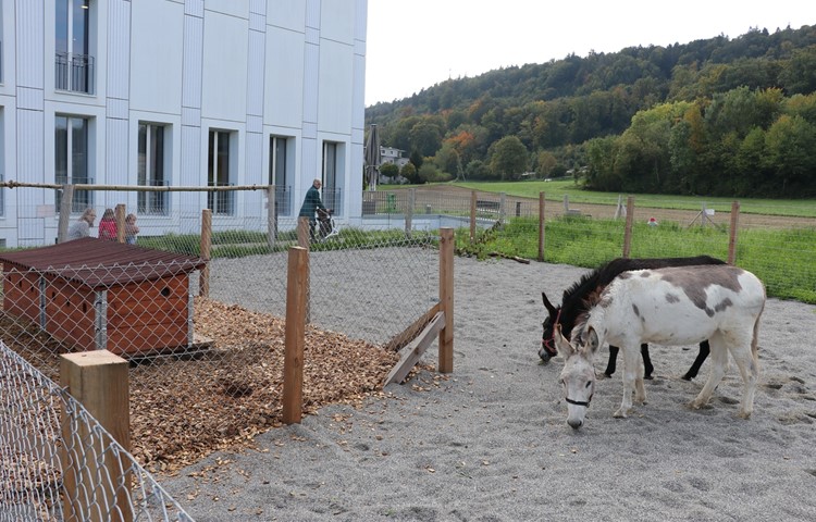 Die beiden Eselstuten erkunden ihr neues Zuhause und haben innert kürzester Zeit erste Besucher am Zaun.
