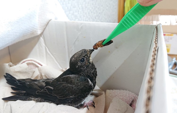 Die Vogel- und Wildtierpflege Schaffhausen zieht jedes Jahr viele verwaiste oder verletzte Jungvögel auf, wie diesen hungrigen Mauersegler.
