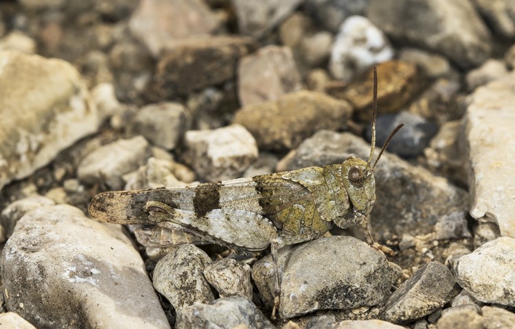 Perfekt getarnt: Eine Blauflügelige Ödlandschrecke in ihrem typischen Lebensraum