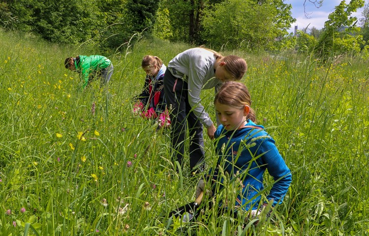 Die Jugendlichen befreiten das Thurvorland am Samstagnachmittag von insgesamt rund 8000 Berufkraut-Pflanzen.