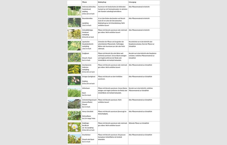 Eine Übersicht der häufigsten Neophyten. In der folgenden Galerie finden Sie die Bilder der einzelnen Pflanzen im Grossformat. Zur vergrösserten Ansicht der Tabelle, klicken Sie auf das Bild.