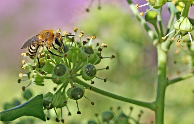 Ein Weibchen sammelt Efeu-Pollen.