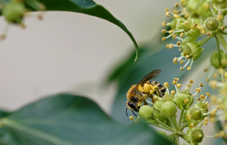 Noch ein Weibchen auf Pollensuche.
