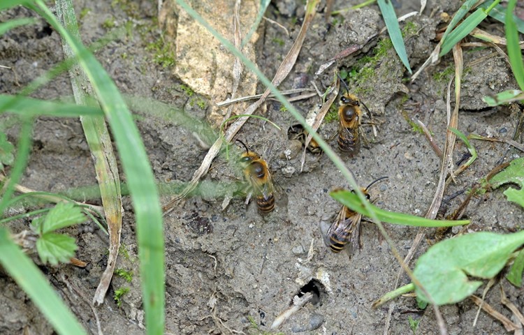 Männchen der Efeu-Seidenbiene warten vor dem Nest auf schlüpfende Weibchen für die Verpaarung.