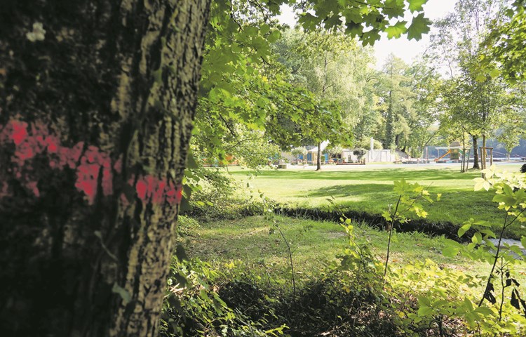 Mit Unterschriften wurde versucht, den parkähnlichen Zustand der Bachdelle zu erhalten. Nach einem Augenschein hat der Gemeinderat entschieden, dass die rot gekennzeichneten Bäume auf der Seite gefällt werden sollen. Auch der Kreisforstmeister unterstützt dieses Vorgehen, die Initianten bleiben kritisch.