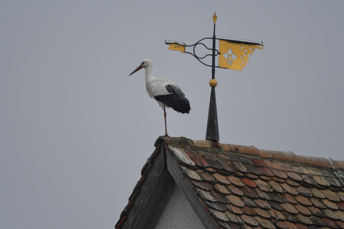 Einer von 75 – Störche waren am Samstag und Sonntag auf dem Kirchendach (Bild) zu sichten, auf dem Gemeindehaus, auf dem Gerichtsgebäude sowie auf dem Dach des aktuellen und des ehemaligen ZKB-Gebäudes.