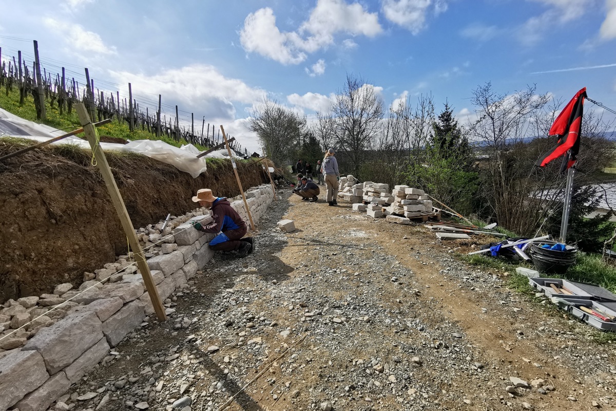 Die Zivis arbeiten fleissig an der rund 20 Meter langen Trockensteinmauer in den Rebanlagen von Stefan Wettstein.