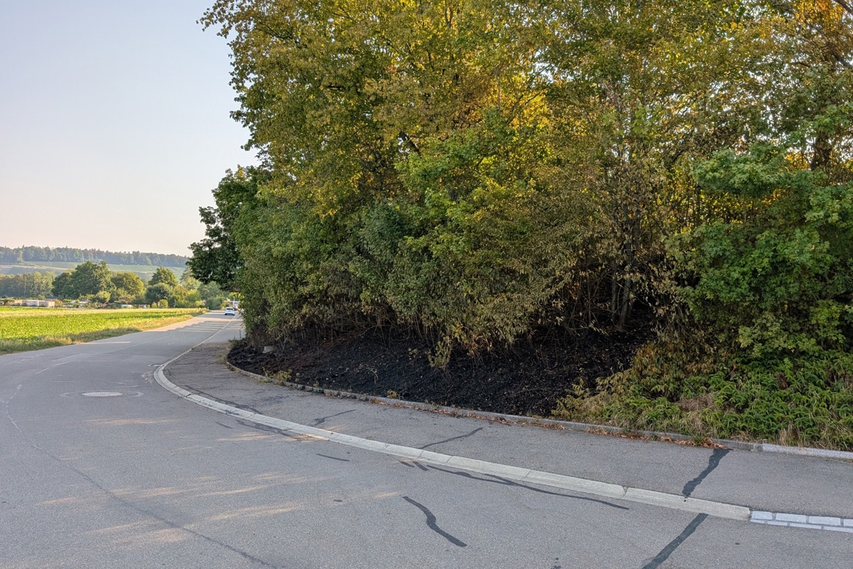 Die Strasse führt Richtung Sekundarschule. Hinter der Hecke befindet sich eine Sportwiese. Die Spuren des Brandes sind gut sichtbar.