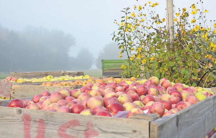 Der warme Frühling brachte Mostäpfel im Überfluss.