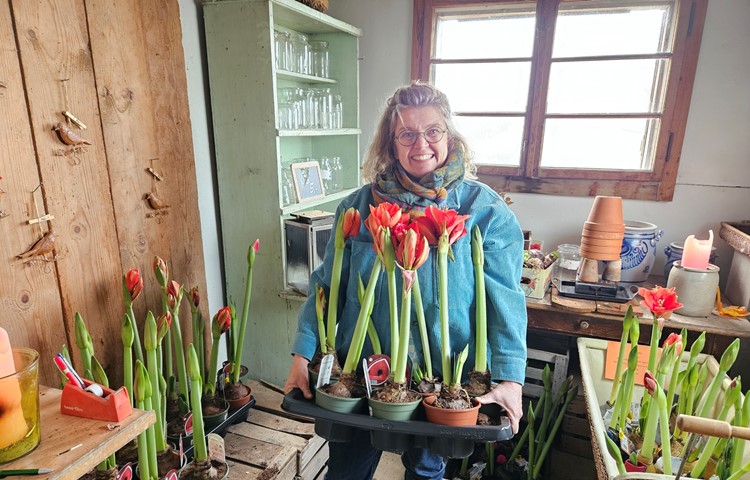 Kerstin Marrek bietet in ihrem Blumenwagen Amaryllen in verschiedenen Farben und Stadien an.
