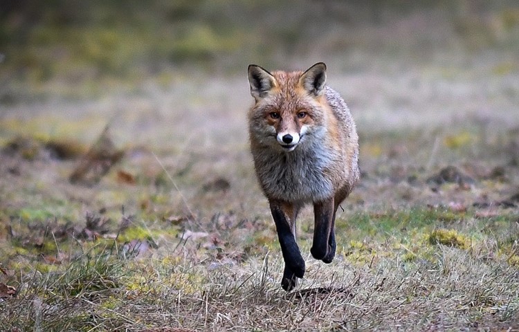 Die Gäste staunten beim Bildervortrag über faszinierende Tieraufnahmen – Fuchs, …