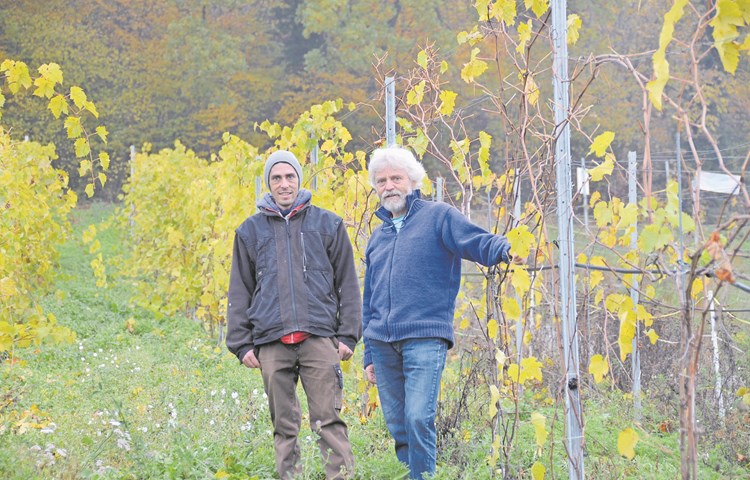 Fredi Strasser und sein Sohn Andri haben eine Vorliebe für alte, resistente Traubensorten – wie beispielsweise die Rotweinsorte Léon Millo