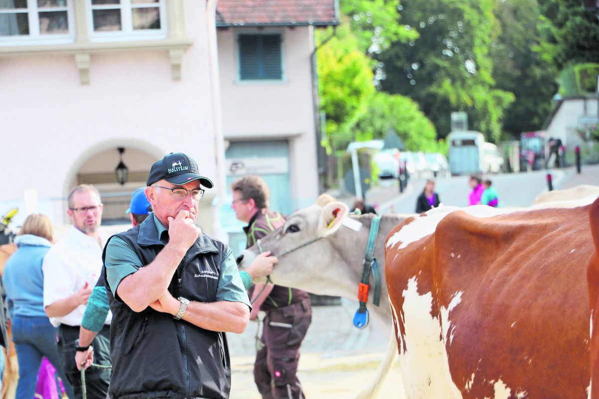 Heiri Wintsch begutachtet die Kühe an der Regionalviehschau in Andelfingen.