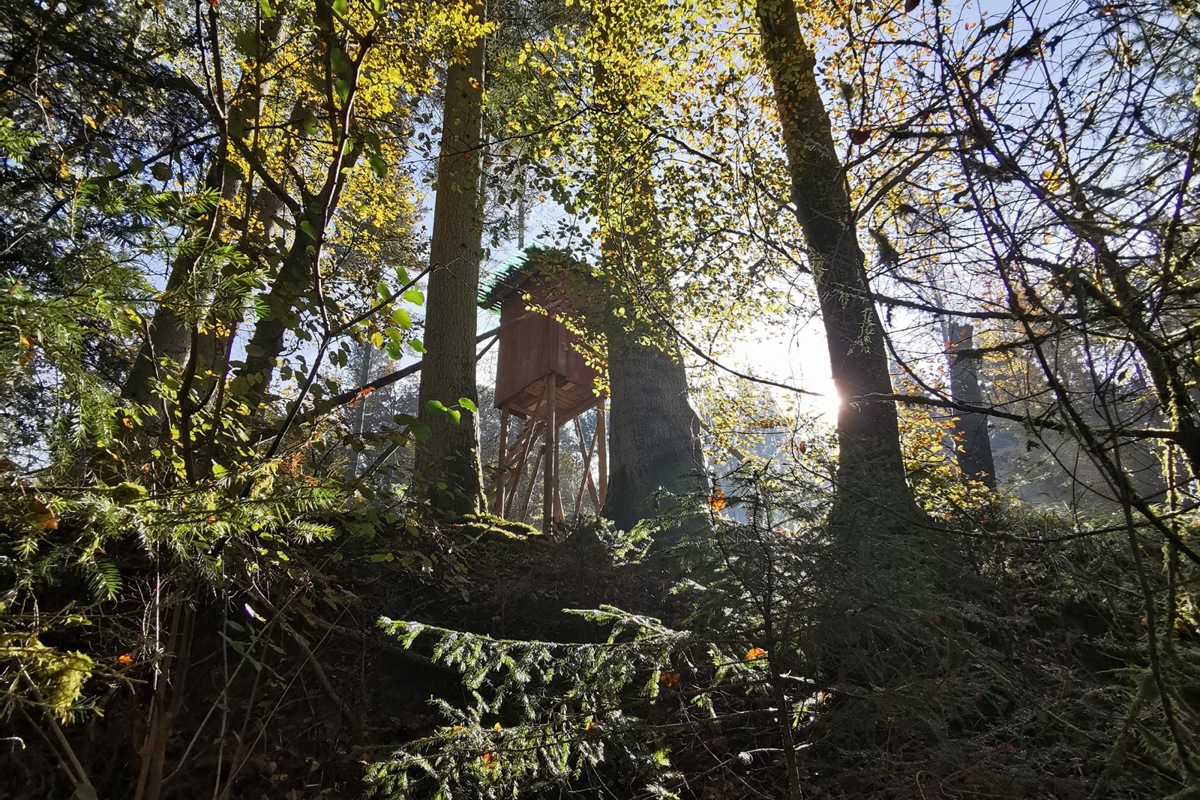 Die Jagdreviere Flaach und Marthalen haben in jüngster Zeit Fälle von Vandalismus erlebt. Zwei Hochsitze… Die Jagdreviere Flaach und Marthalen haben in jüngster Zeit Fälle von Vandalismus erlebt. Zwei Hochsitze…