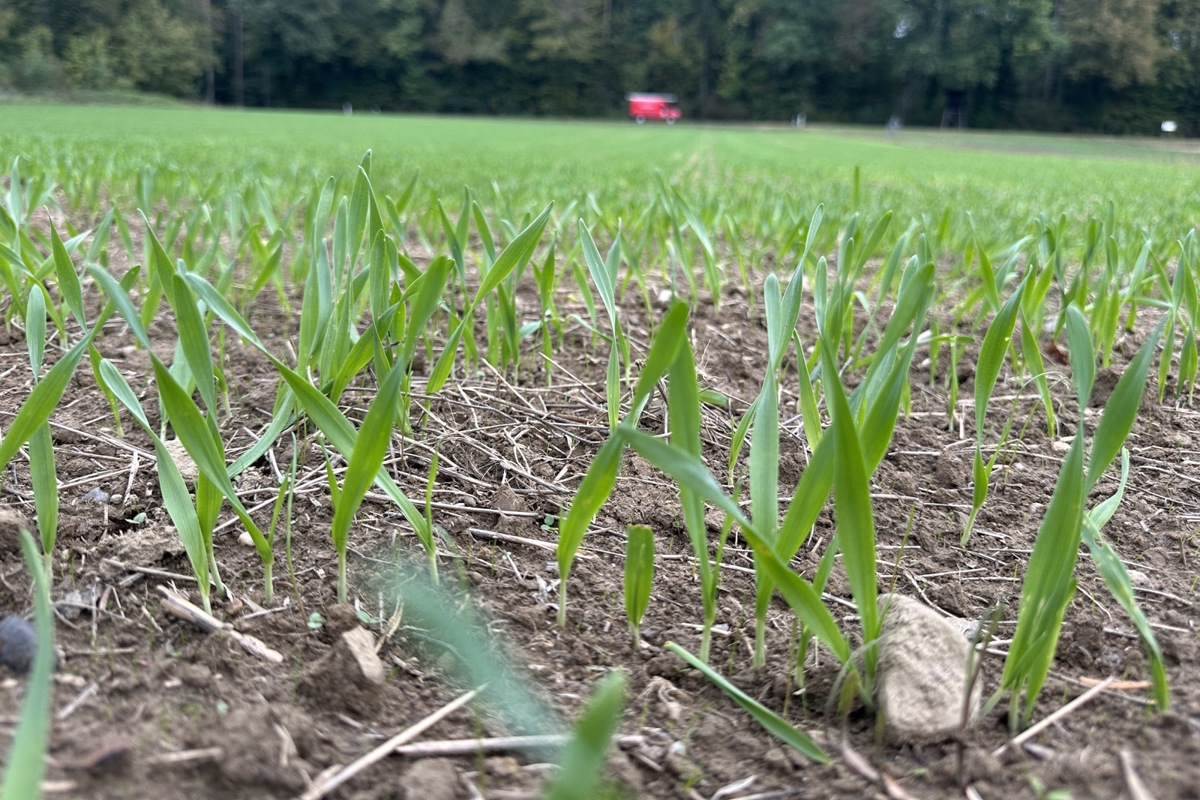 Die aktuellen Niederschläge reichen, damit die Wintergetreidesaat keimen kann, wie hier Gerste zwischen Oerlingen und Ossingen. Damit die Ernte im Sommer gut wird, wird es regelmässige Niederschläge brauchen.  