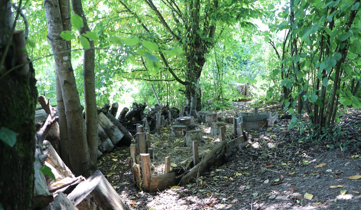 3_1508_9_pilzzucht-im-wald_bsc.jpg