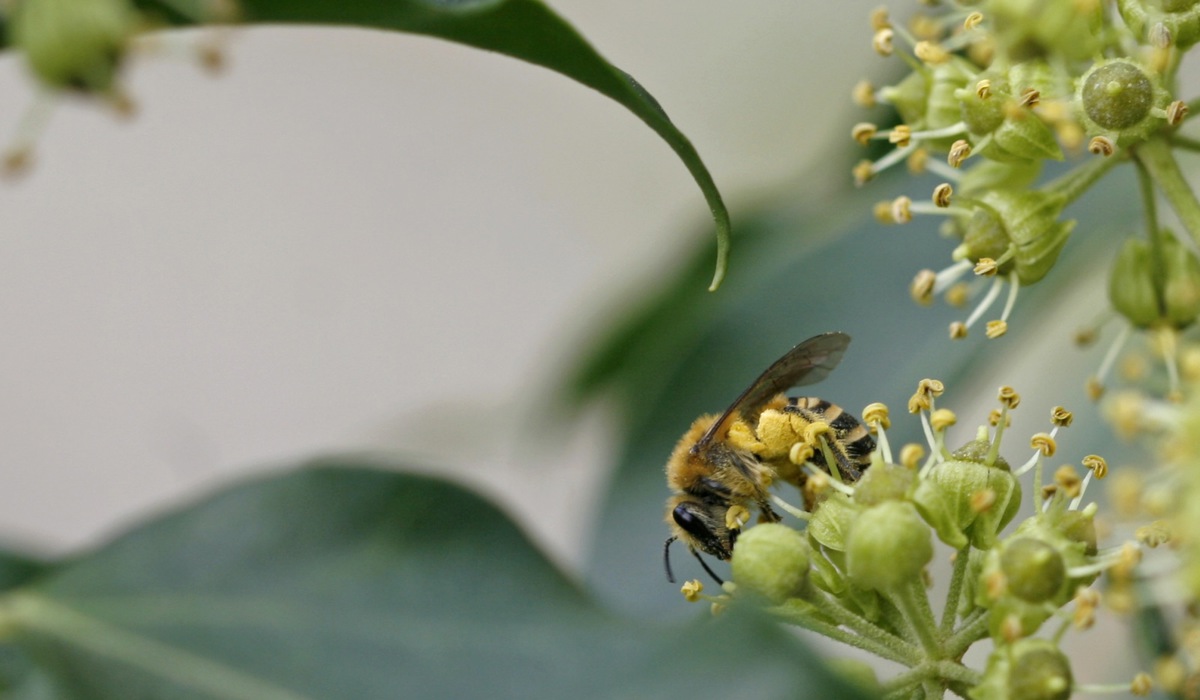 1509_4_wildbiene_efeu_zvg1.jpg 1509_4_wildbiene_efeu_zvg1.jpg