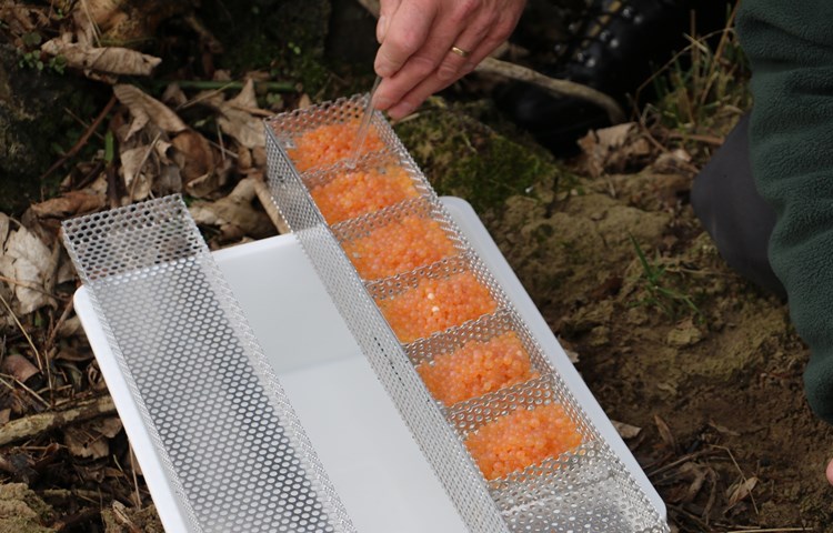 Jedes Gitter ist mit einer grossen Menge Forellenlaich gefüllt. Mit einer Pipette werden die weissen, bereits toten Eier entfernt.