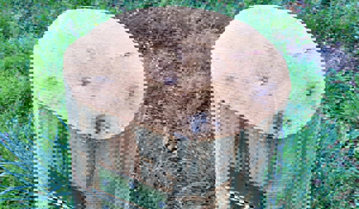 2805_1_jagd_futterstelle_zvg2.jpg 2805_1_jagd_futterstelle_zvg2.jpg