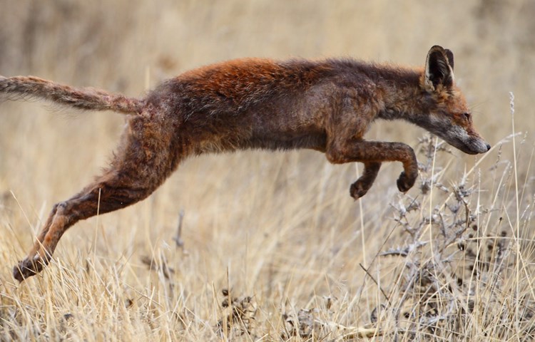 Die Fuchsräude verursacht starken Juckreiz, weshalb sich die Tiere selbst kratzen und beissen.