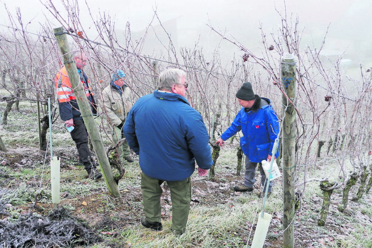 Rebbauberater Kari Keller (rechts) zeigte direkt im Weinberg